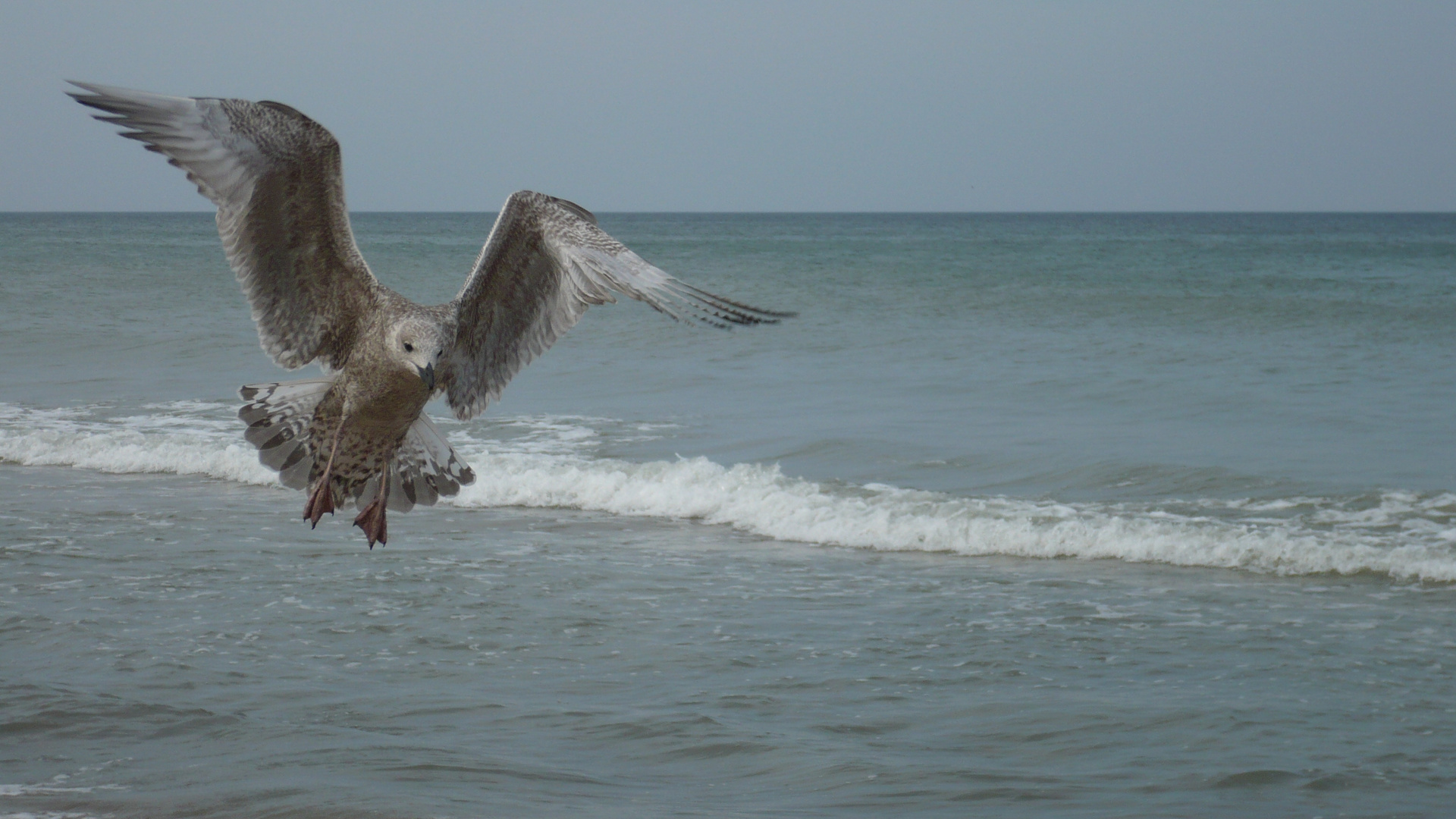 Möwe - Silbermöwe / Gull - European herring gull