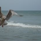 Möwe - Silbermöwe / Gull - European herring gull