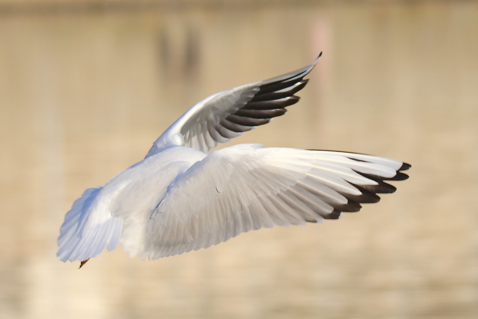 MÖWE - so kopflos sollte man nicht fliegen