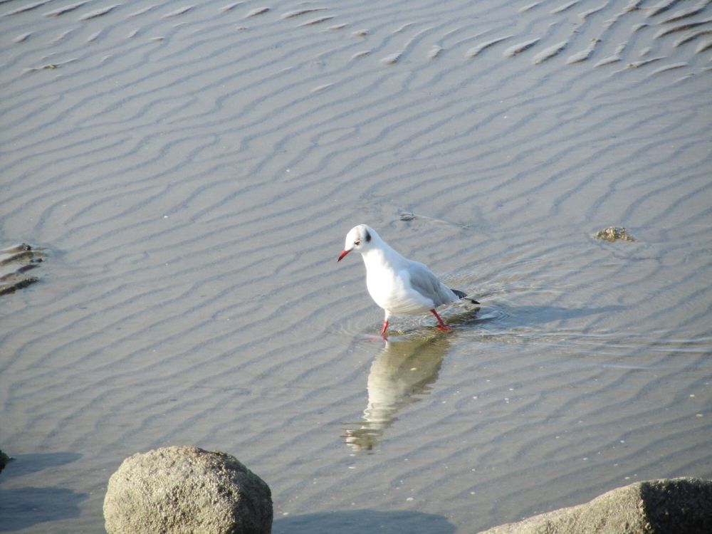 Möwe spaziert durch die Nordsee