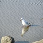 Möwe spaziert durch die Nordsee