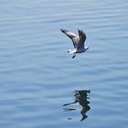 Möwe spiegelt sich im Meer