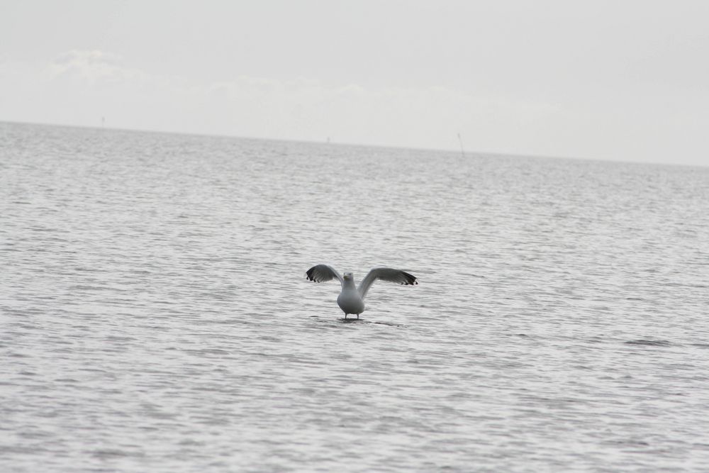 Möwe steht auf dem Wasser