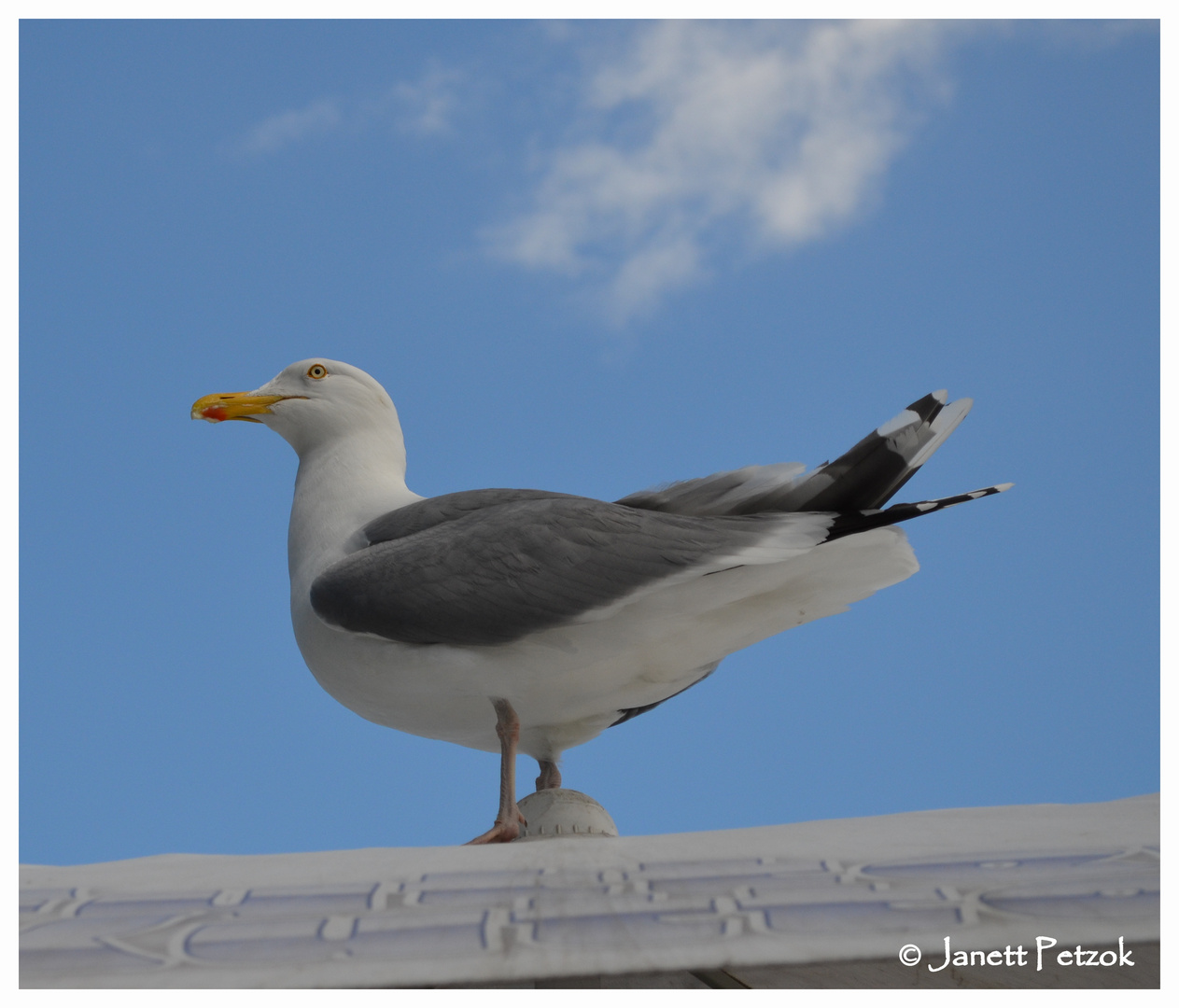 Möwe steht Model...