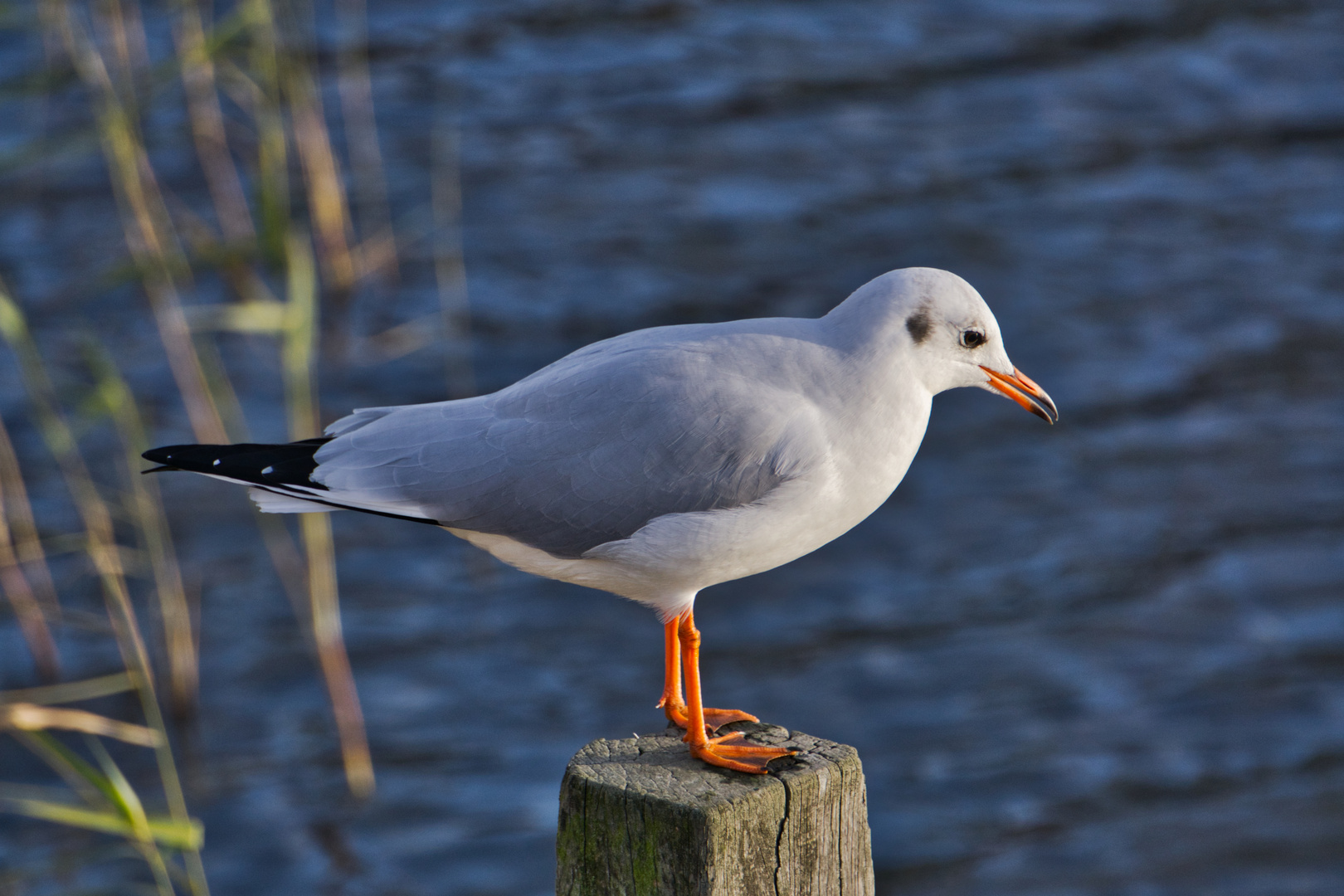 Möwe Steinhuder Meer