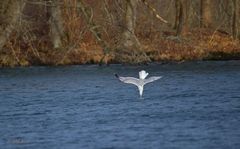 Möwe sticht in's Wasser