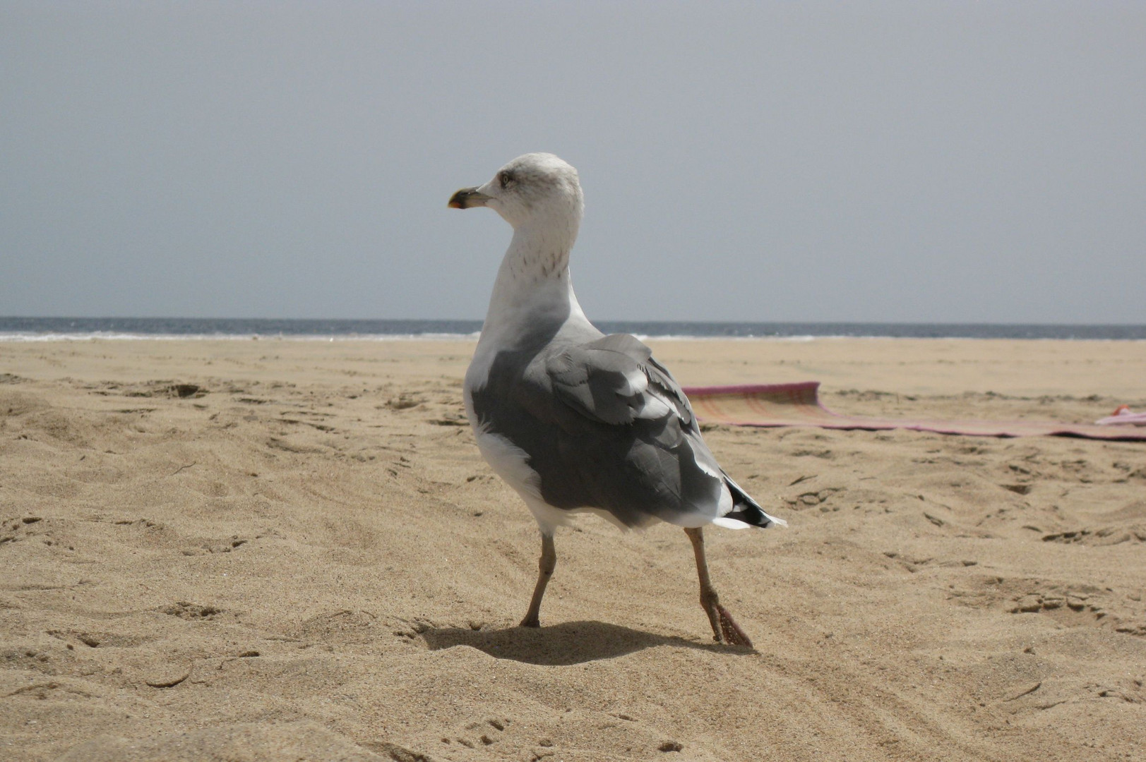 Möwe Strand Fuerteventura