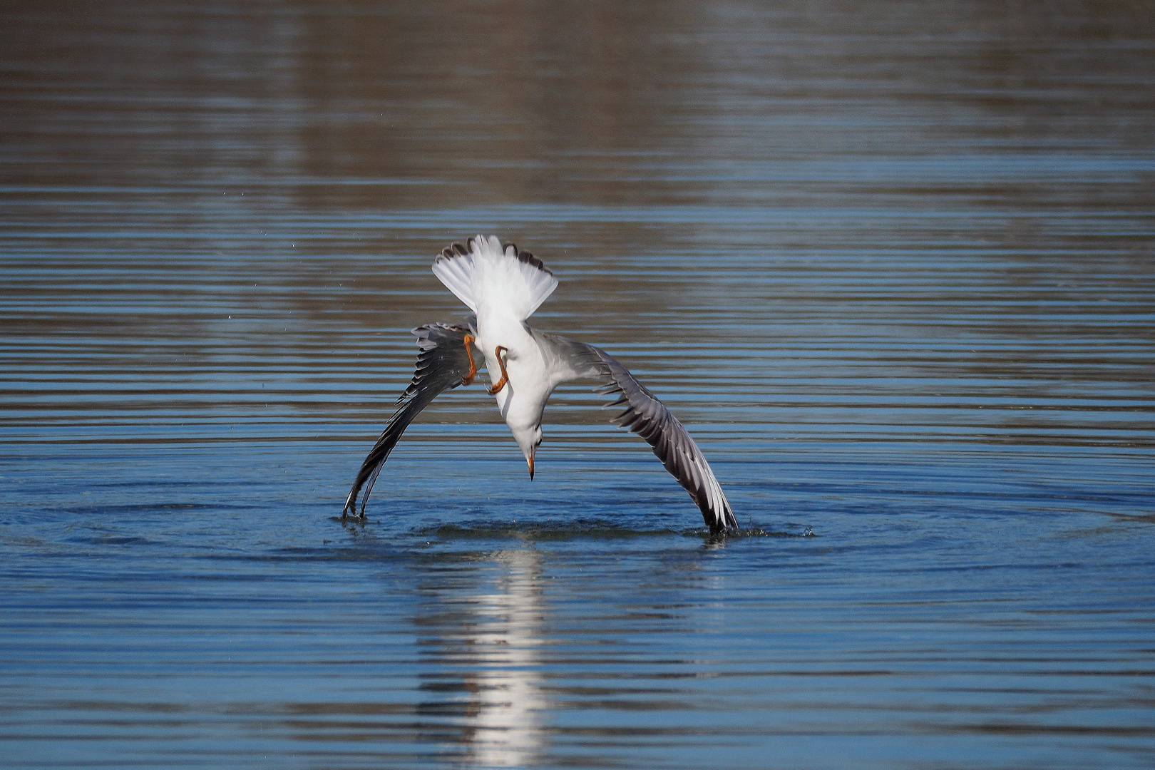 Möwe "Sturzflug" (1)