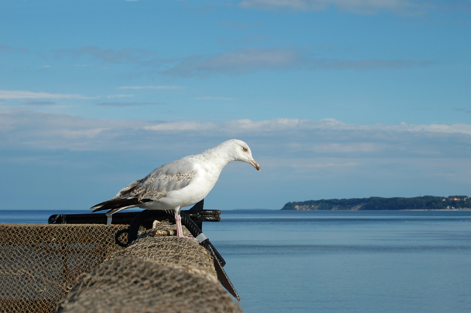 Möwe sucht Beute