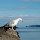 Möwe sucht Beute