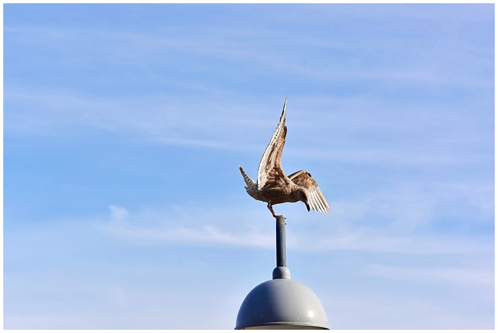 Möwe sucht die Balance