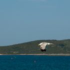 Möwe sucht Yacht