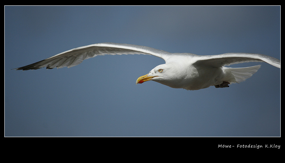 Möwe - Sylt