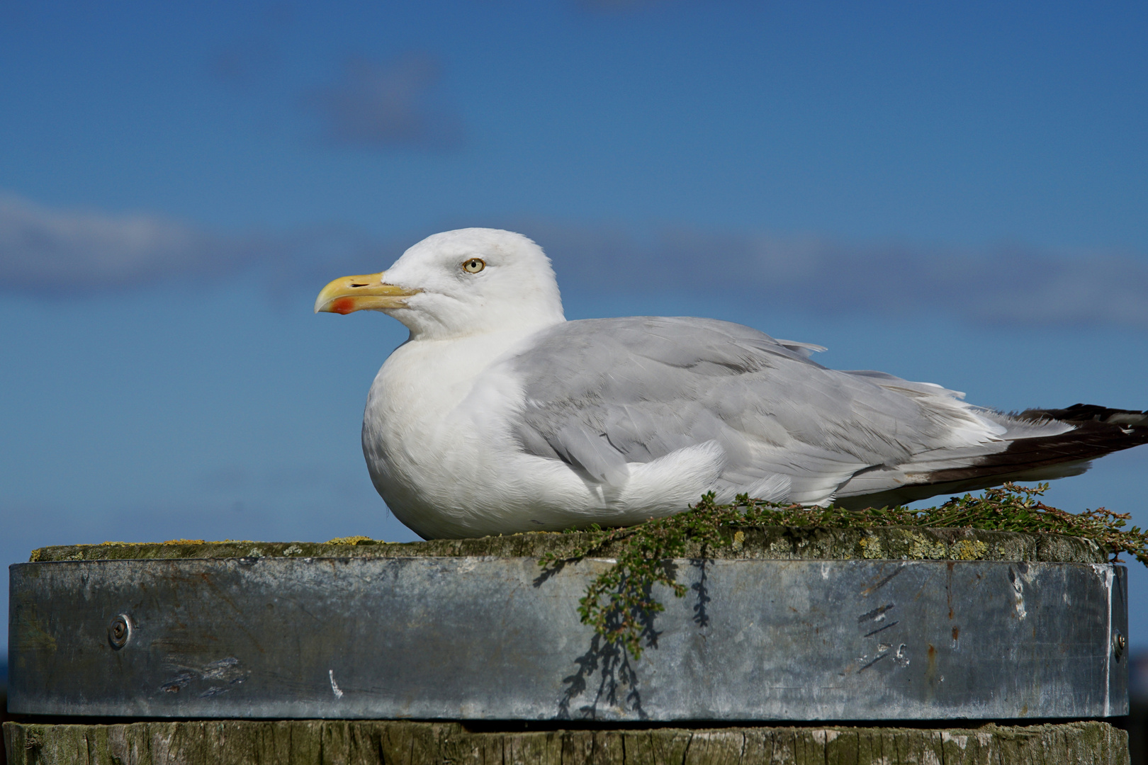 Möwe - Sylt