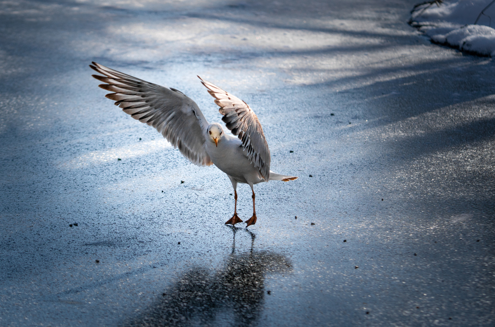 Möwe tanzt auf dem Eis 