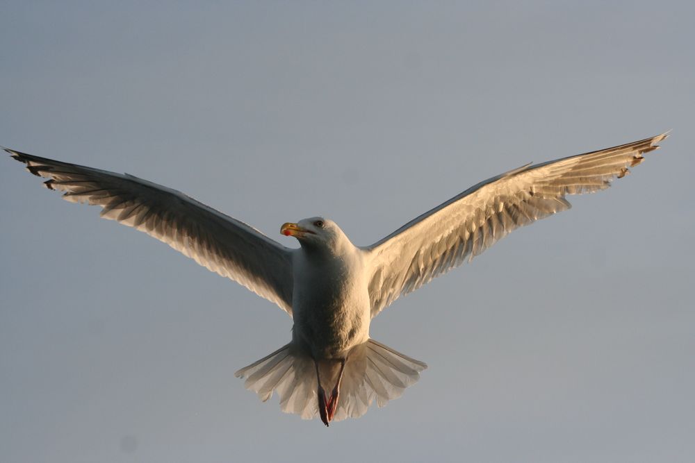 Möwe über Atlantik