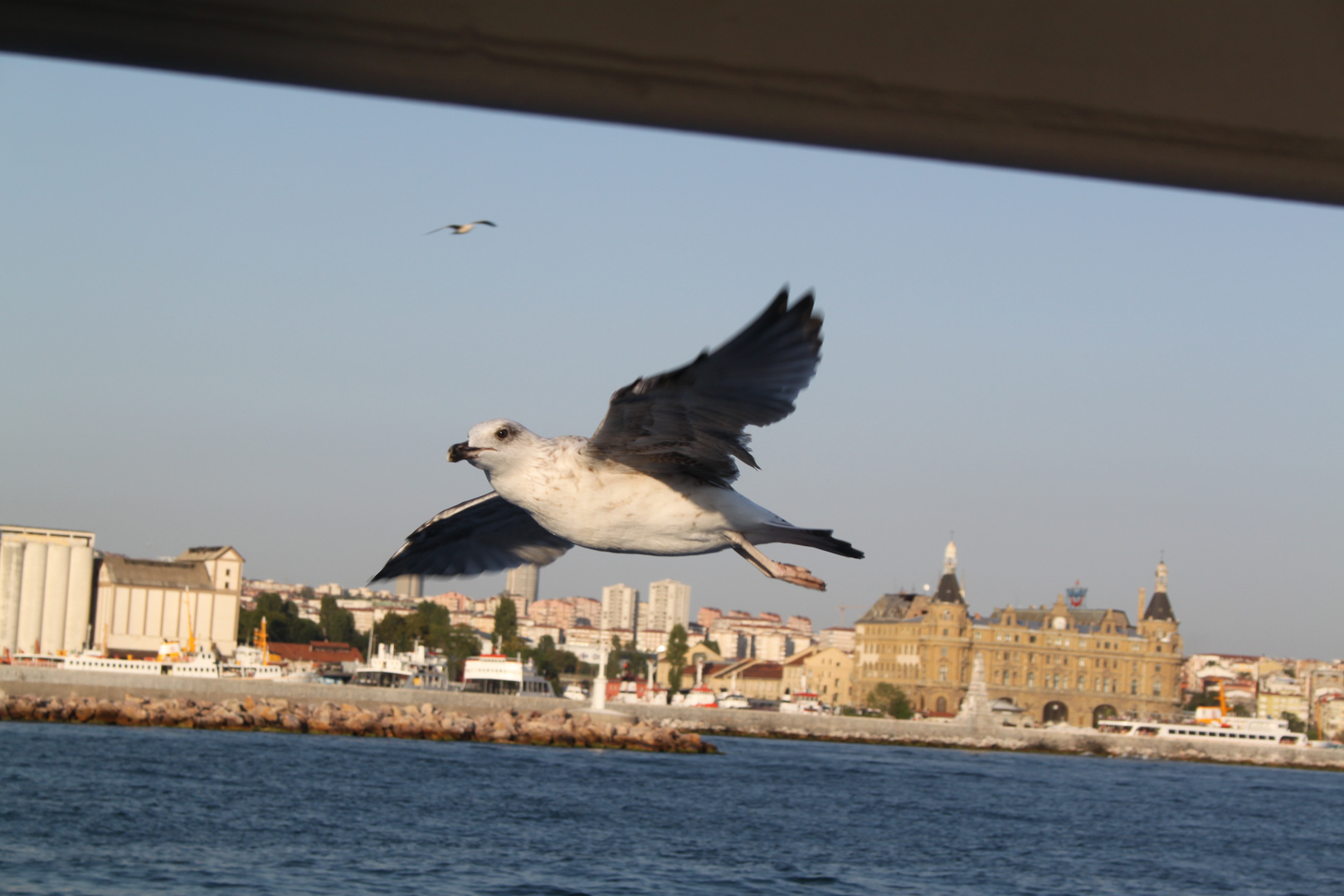 Möwe über dem Bosporus