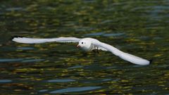 Möwe über dem Gardasee