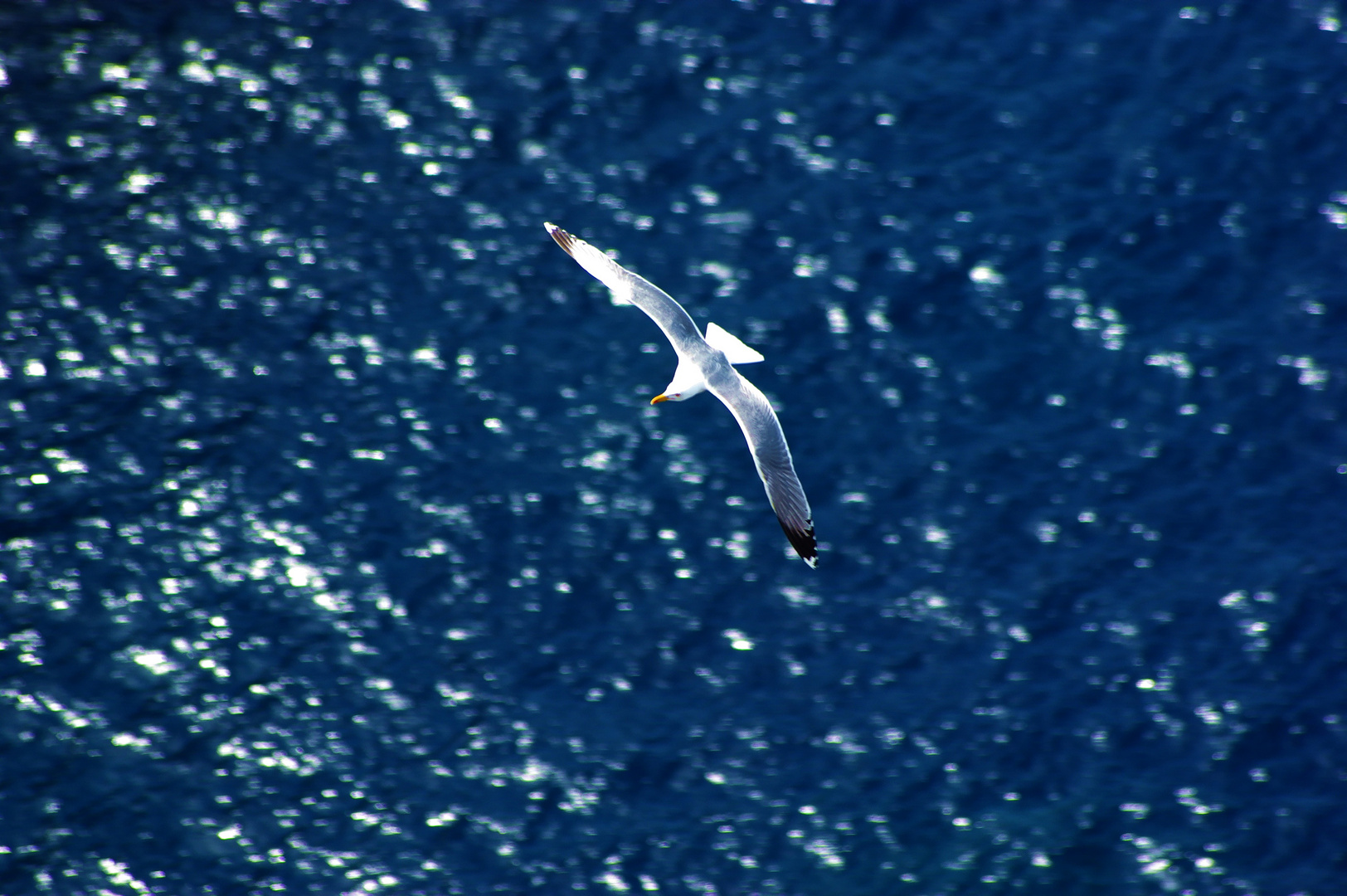 Möwe über dem Meer