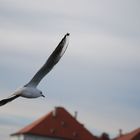 Möwe über dem Nymphenburger Schloss / Sea Gull above Nymphenburg Palace