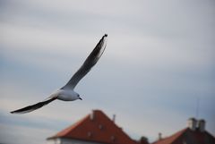 Möwe über dem Nymphenburger Schloss / Sea Gull above Nymphenburg Palace