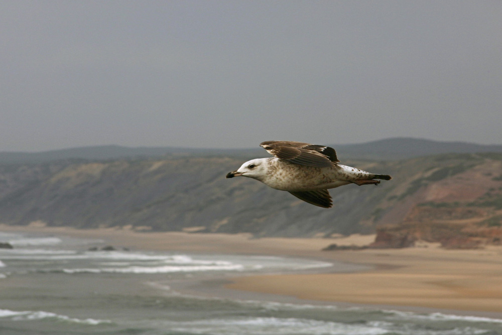 Möwe über dem Praia de Odeceixe, Portugal