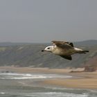 Möwe über dem Praia de Odeceixe, Portugal