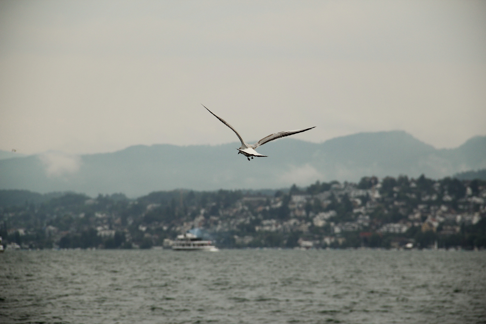 Möwe über dem Zürichsee