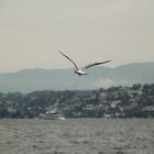 Möwe über dem Zürichsee