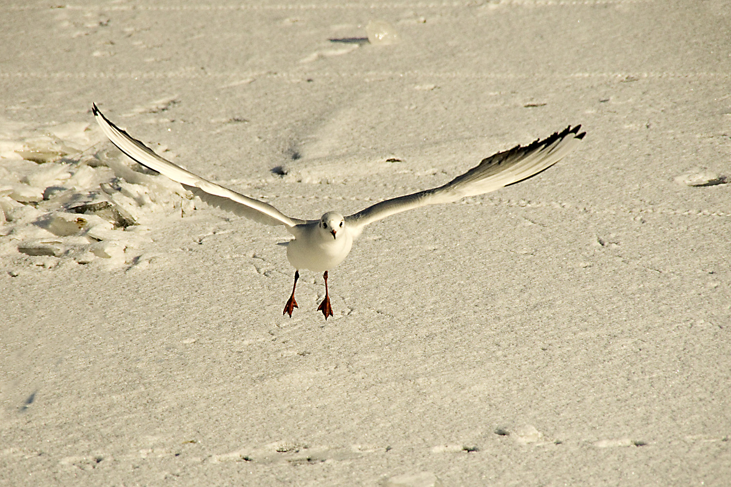 Möwe über dem zugefrorenen Main