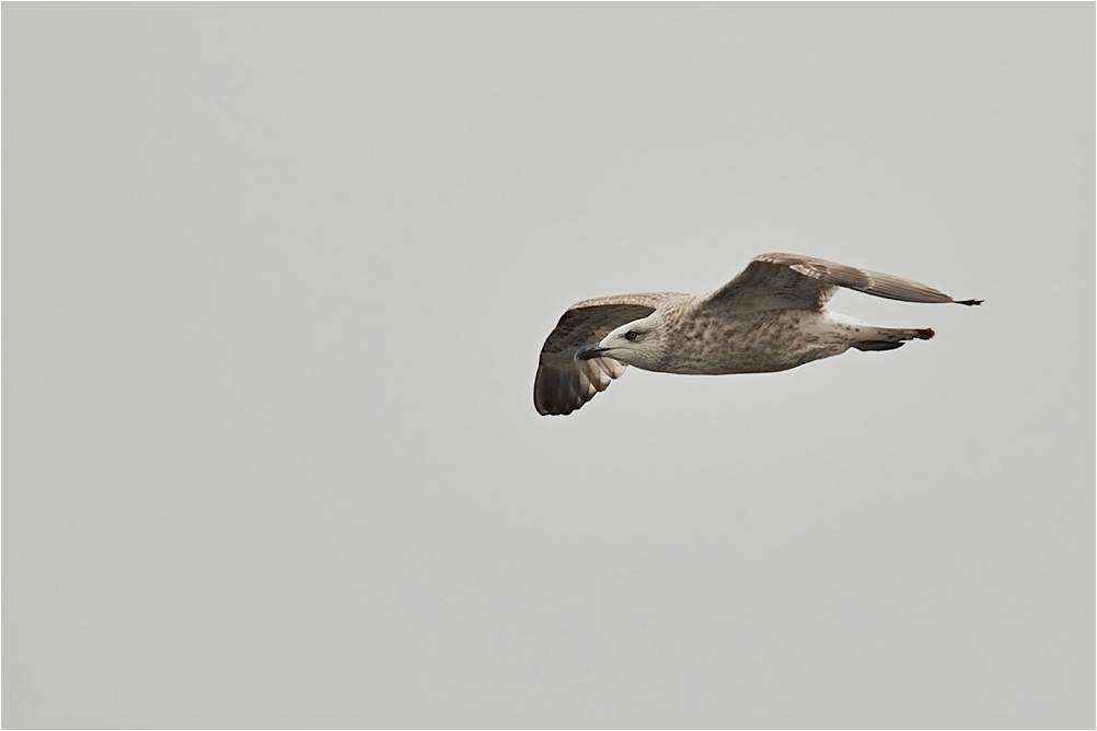 Möwe über der Elbe