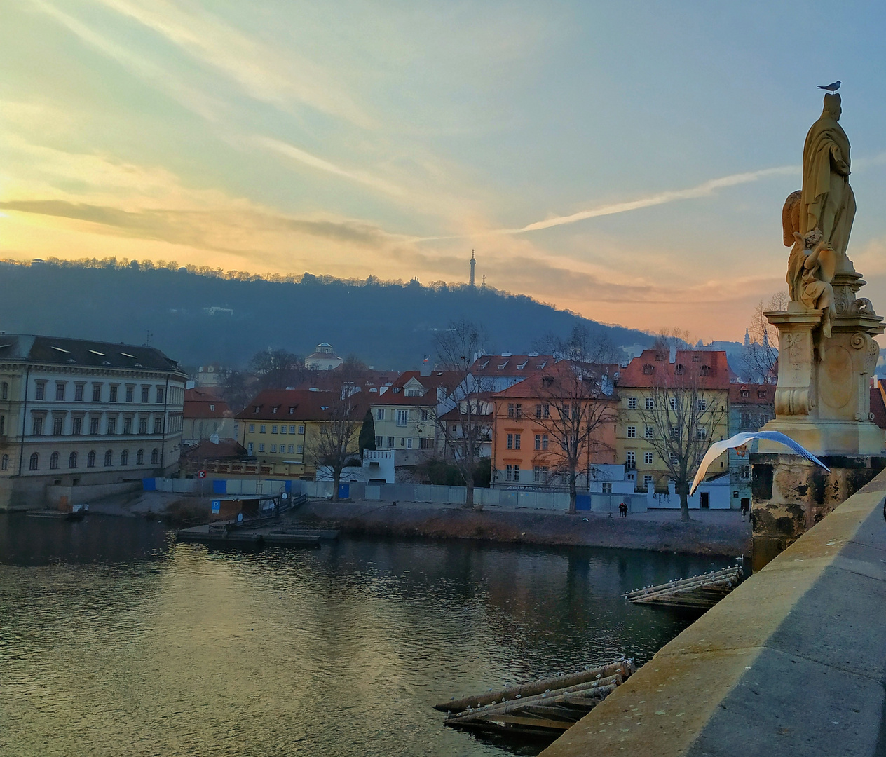 Möwe über der Moldau in Prag