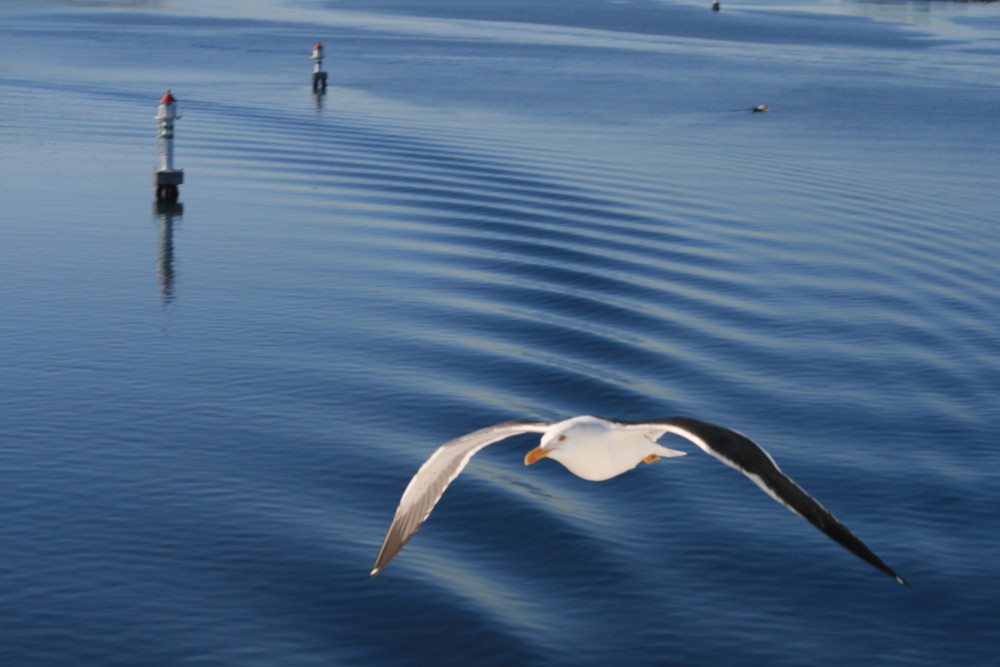 Möwe über der Nordsee