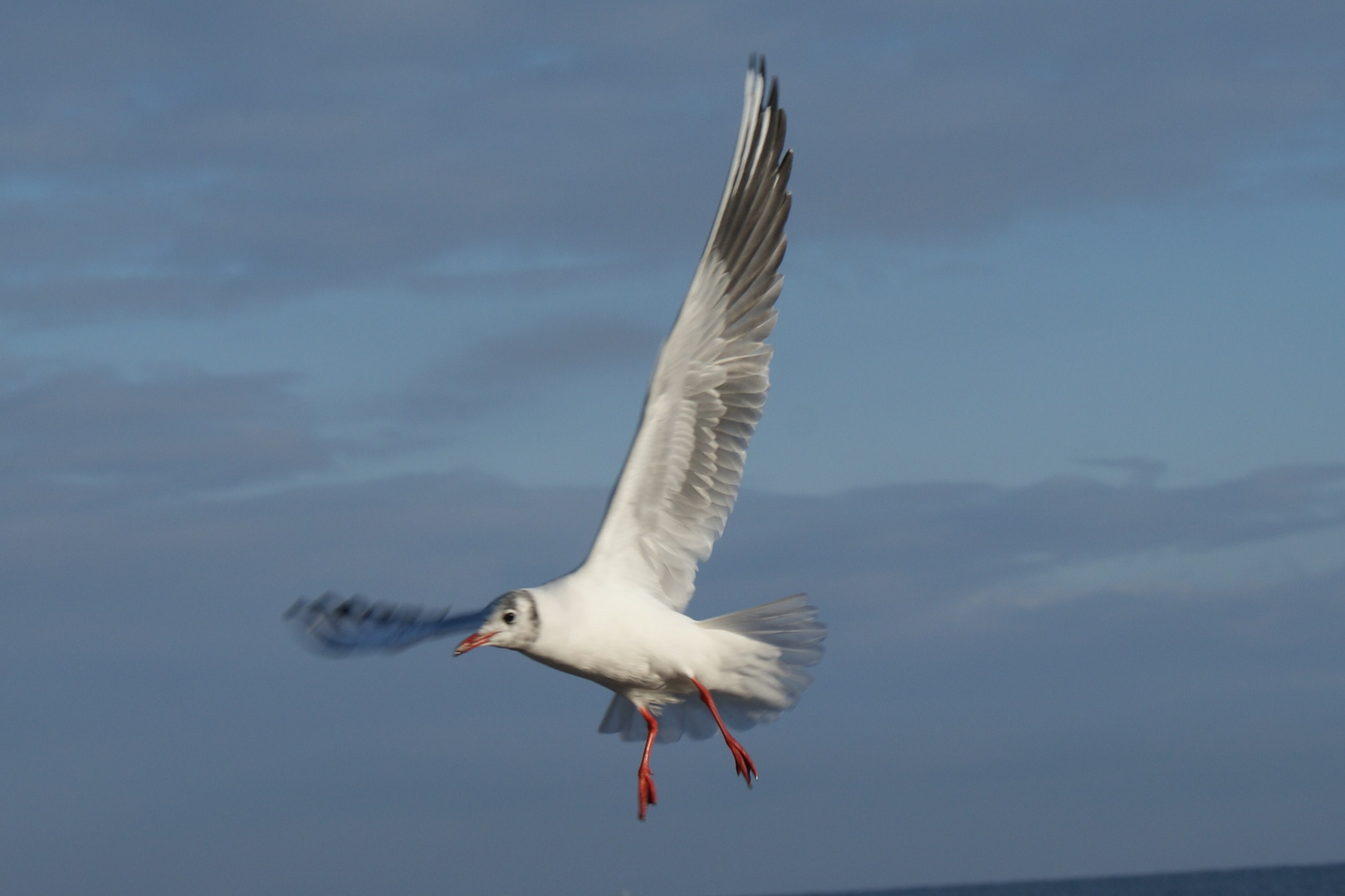 Möwe über der Ostsee