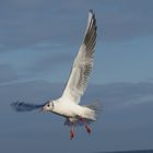 Möwe über der Ostsee