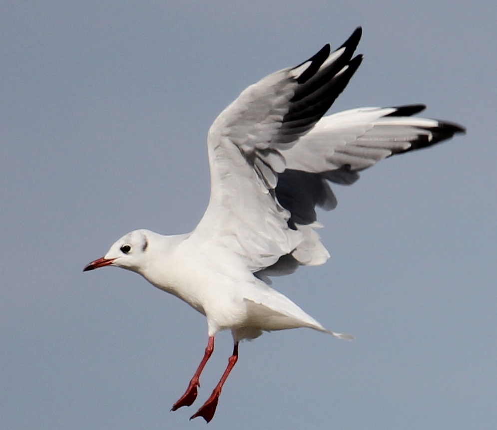 Möwe über der Ostsee