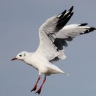 Möwe über der Ostsee