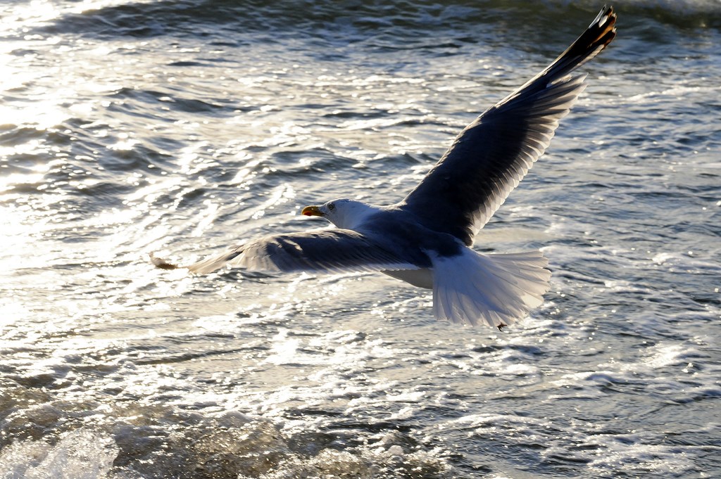 Möwe über der Ostsee