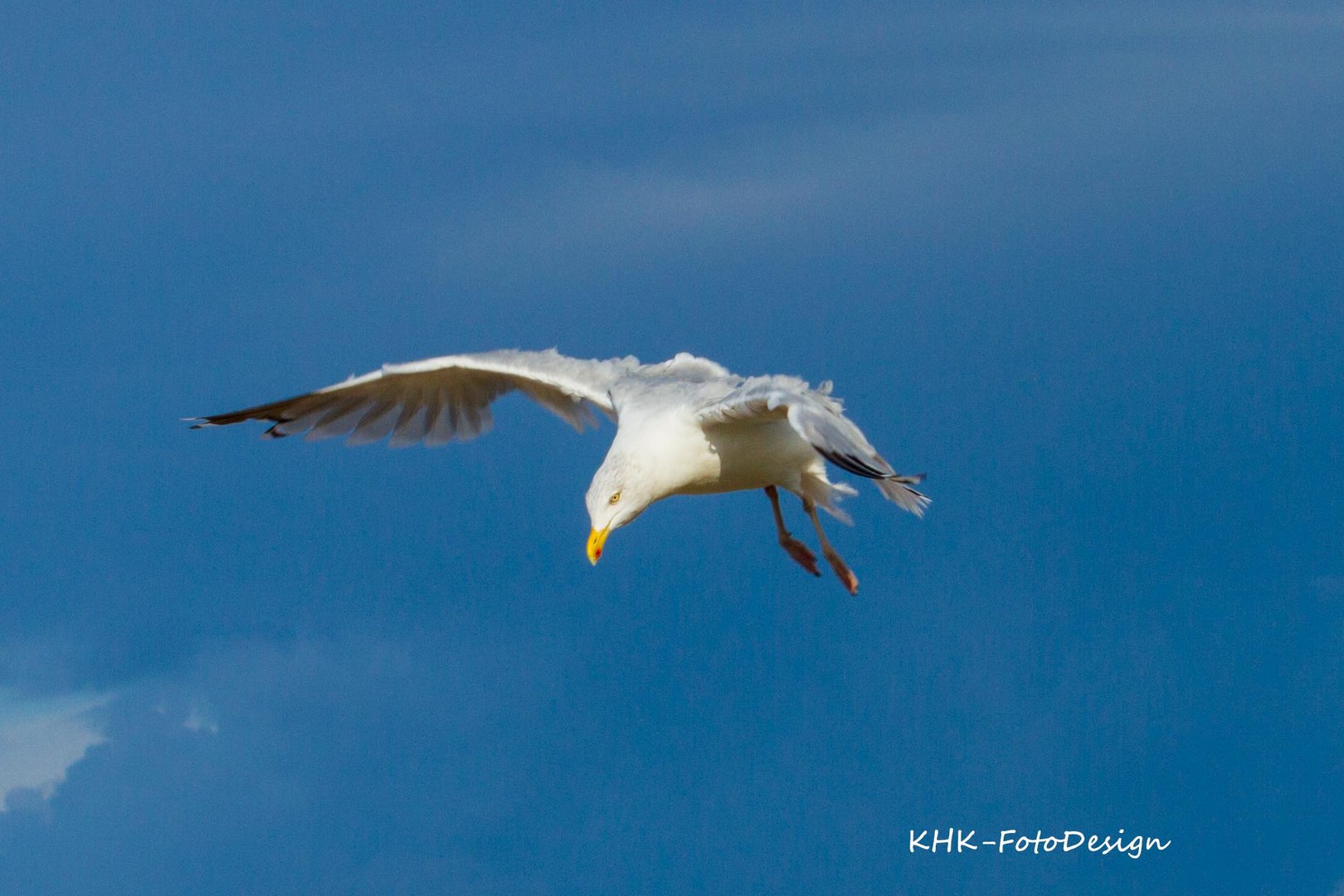 Möwe über der Ostsee