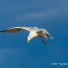 Möwe über der Ostsee