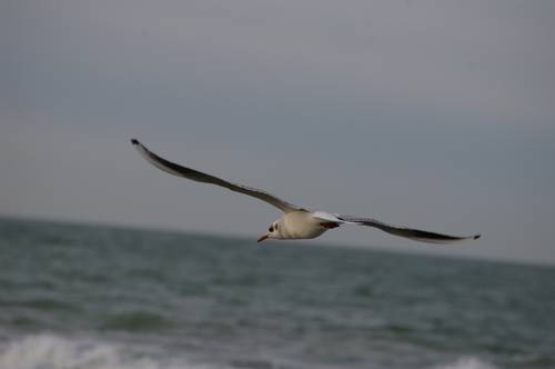 Möwe über der Ostsee