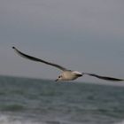 Möwe über der Ostsee