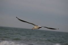 Möwe über der Ostsee