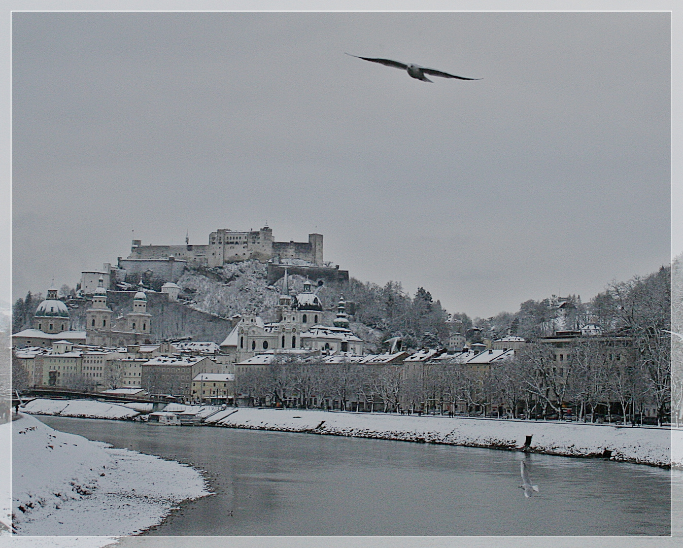 Möwe über der Salzach