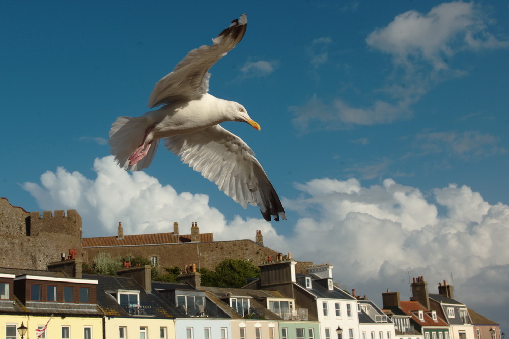 Möwe über Gorey, Jersey