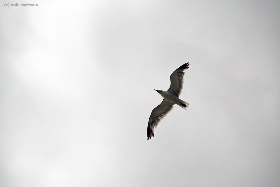 Möwe über Gran Canaria