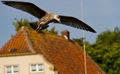 Möwe über Greetsiel