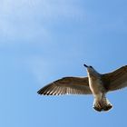 Möwe über Helgoland