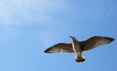 Möwe über Helgoland