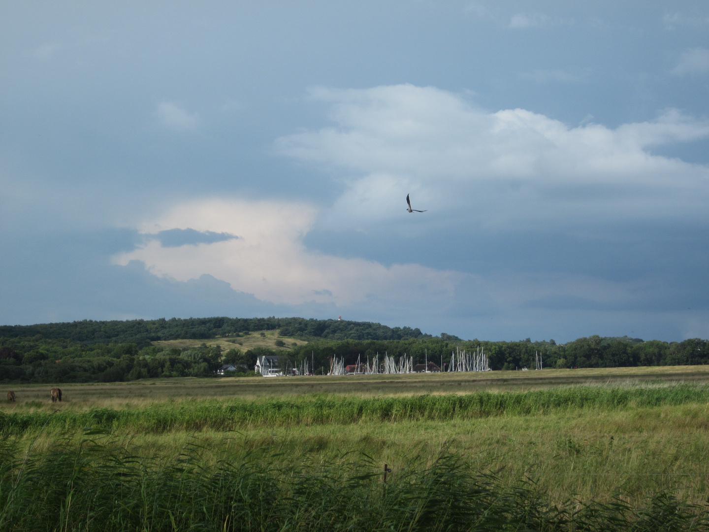 Möwe über Kloster